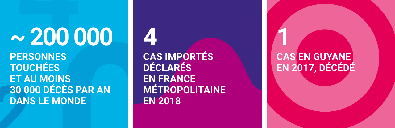 infographie concernant la fièvre jaune