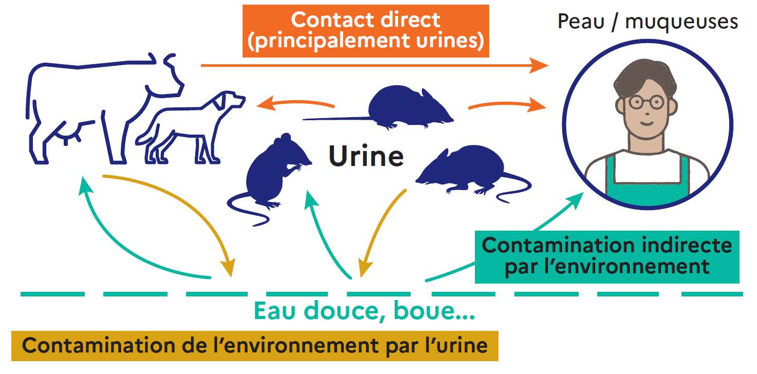 Visuel d'illustration