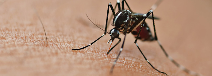 Etude de séroprévalence de la dengue après une épidémie de 2 mois survenue à Nîmes, France, 2015 : sommes-nous passés à côté de cas ?