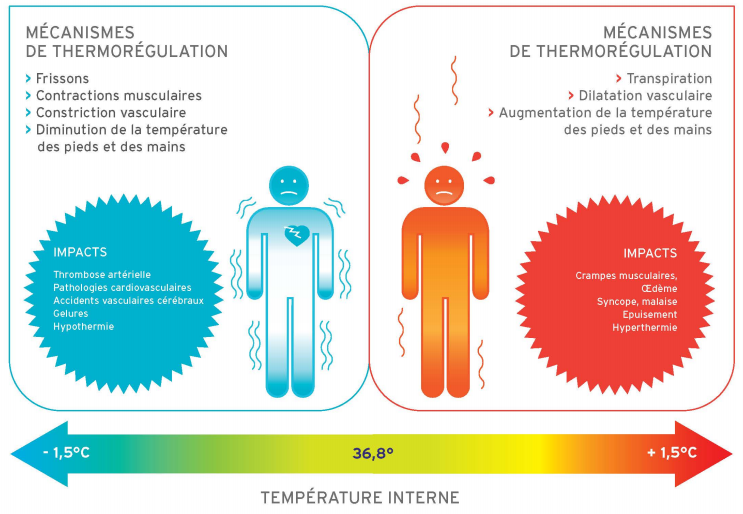 mécanisme de thermorégulation du corps en cas de fortes chaleur ou de froid