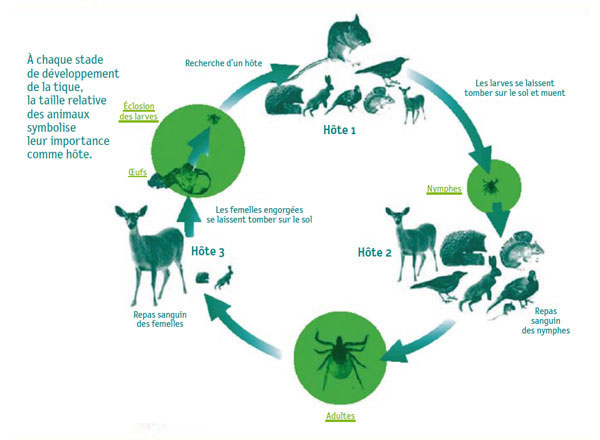 Cycle de développement d'ixodes ricinus et des différents hôtes (d'après J. Gray et B. Kaye)