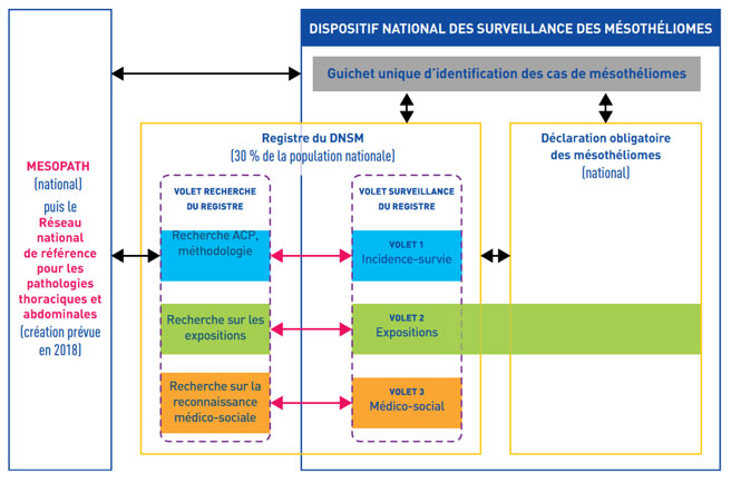 Schéma sur la structuration du DNSM