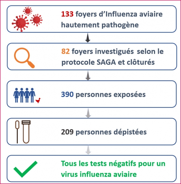 133 foyers d'Influenza aviaire hautement pathog&egrave;ne ; 82 foyers investigu&eacute;s selon le protocole SAGA cl&ocirc;tur&eacute;s ; 390 personnes expos&eacute;es ; 209 personnes d&eacute;pist&eacute;es ; tous les tests n&eacute;gatifs pour un virus influenza aviaire.