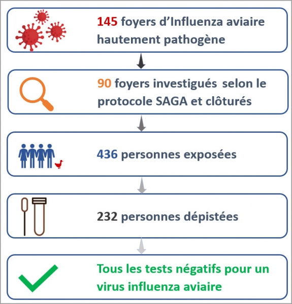 145 foyers d'Influenza aviaire hautement pathog&egrave;ne ; 90 foyers investigu&eacute;s selon le protocole SAGA cl&ocirc;tur&eacute;s ; 436 personnes expos&eacute;es ; 232 personnes d&eacute;pist&eacute;es ; tous les tests n&eacute;gatifs pour un virus influenza aviaire.