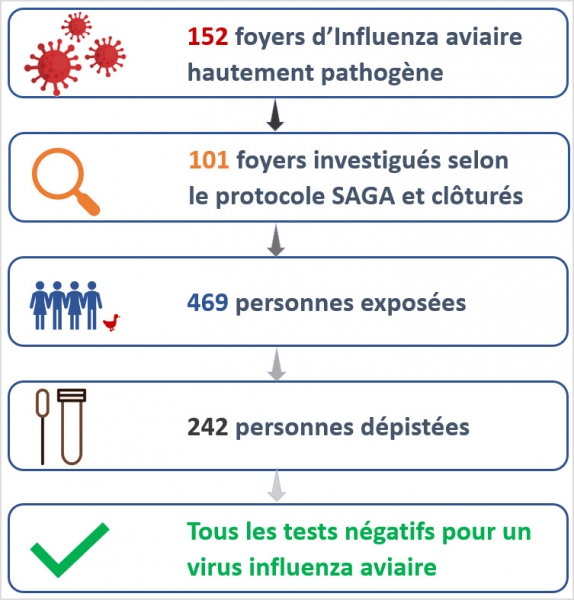 152 foyers d'Influenza aviaire hautement pathog&egrave;ne ; 101 foyers investigu&eacute;s selon le protocole SAGA cl&ocirc;tur&eacute;s ; 469 personnes expos&eacute;es ; 242 personnes d&eacute;pist&eacute;es ; tous les tests n&eacute;gatifs pour un virus influenza aviaire.